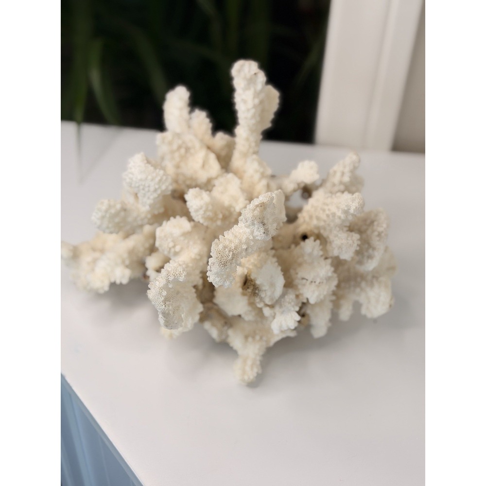 Vintage Natural White Branch Coral Cluster Ocean Reef Coastal Decor 9"x6"